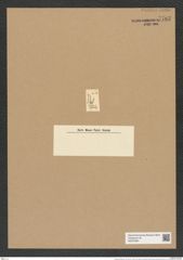 Dicladia clathrata Ehr. (de-Toni-Nr.: Genus 150, Species excludenda) Zeichnungen Sammlung Grunow Nr. 7763 (NHMW-BOT-W0376991)